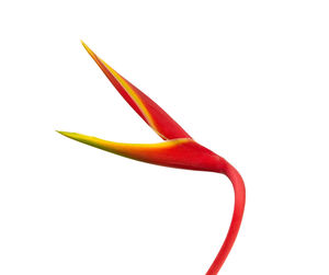 Close-up of red chili pepper against white background