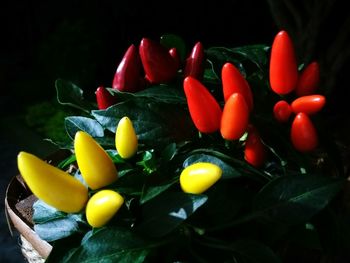 Close-up of tomatoes