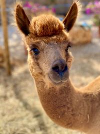 Close-up portrait of alpaca