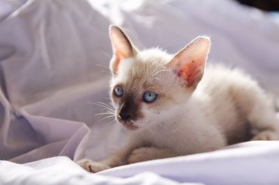 Close-up of kitten relaxing on bed