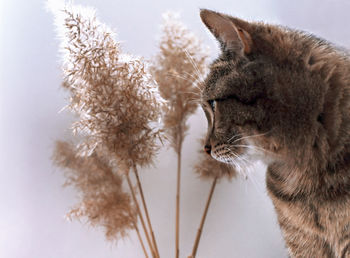 Mackerel tabby cat and dry fluffy reeds, neutral palette, abstract natural background