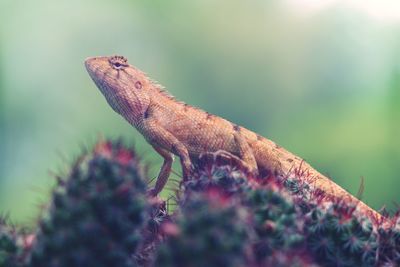 Close-up of lizard on a plant