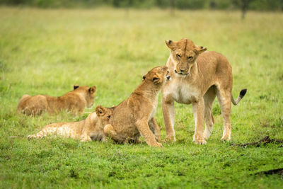 View of cats on field