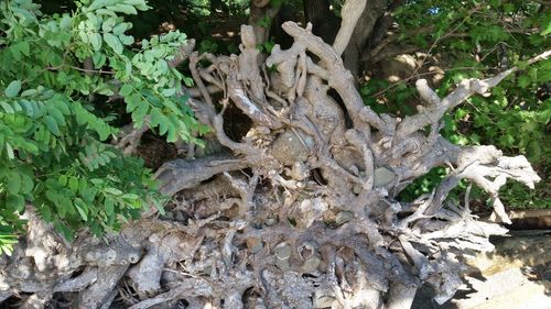 Close-up of tree roots