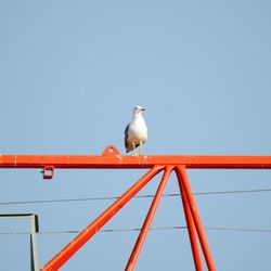 Low angle view of seagull perching on metal against sky