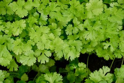 Parsley in a garden 