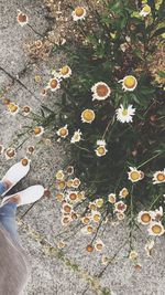 Low section of person on flowering plant during autumn