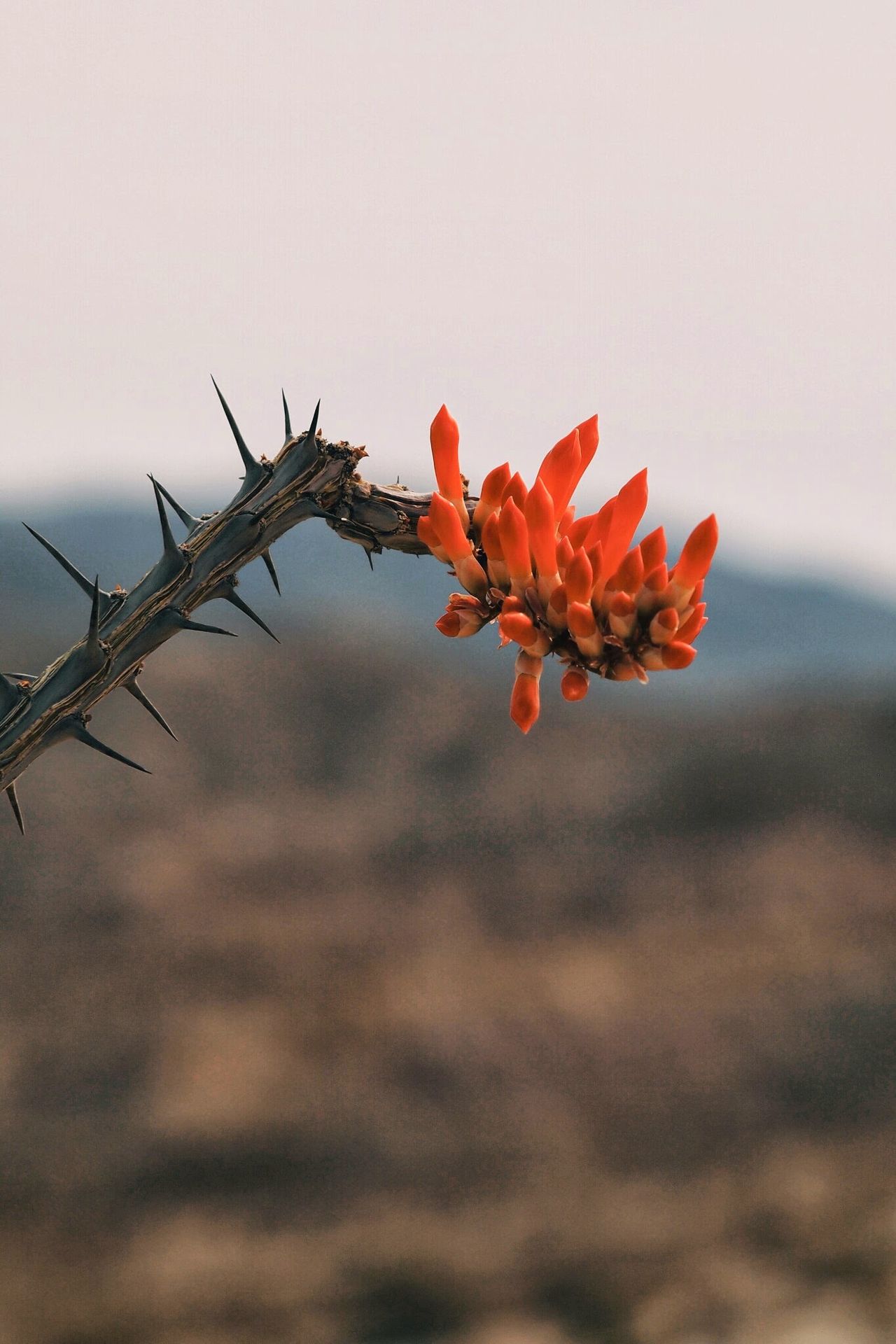 Ocotillo