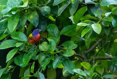 Close-up of bird perching on plant