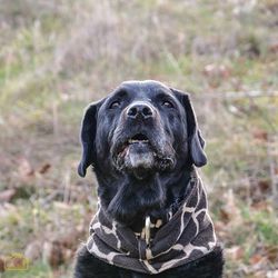 Close-up portrait of dog