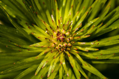 Close-up of flower bud growing outdoors