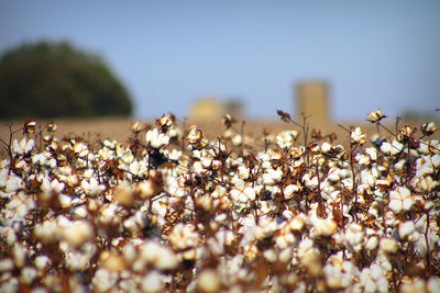 Close-up of cotton plants on field against sky