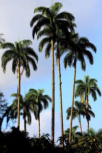 Low angle view of palm trees against sky