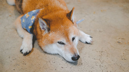 Japanese shiba inu dog