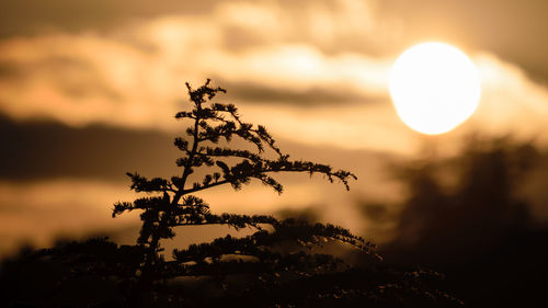 Close-up of silhouette tree against sky during sunset