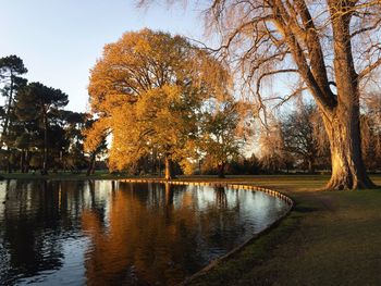 Trees by lake in park during autumn