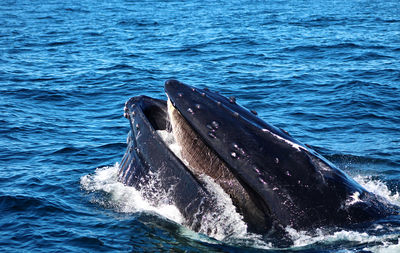 View of whale swimming in sea