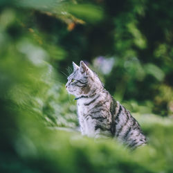 View of cat in forest