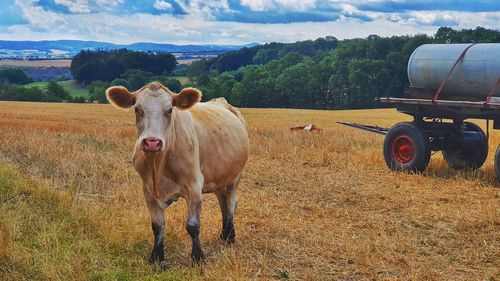 View of cow on field