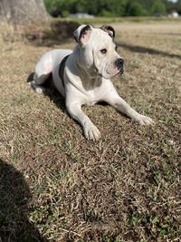 Dog on grassy field