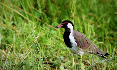 Bird perching on a field