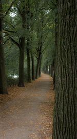 Empty road amidst trees in park