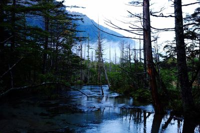 Scenic view of river amidst trees in forest against sky