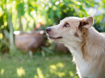 Close-up of a dog looking away