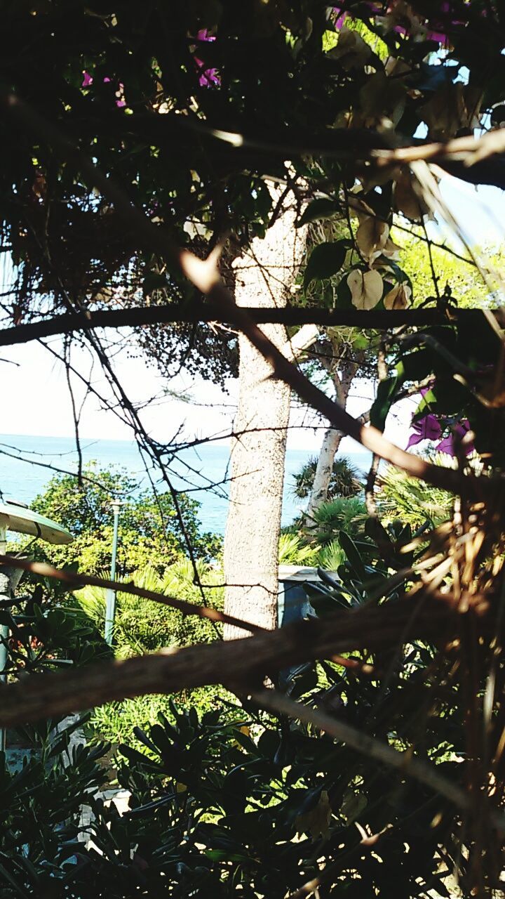 tree, leaf, growth, branch, low angle view, sunlight, plant, fence, nature, day, sky, outdoors, sunbeam, green color, tranquility, green, botany, growing, freshness, plant life