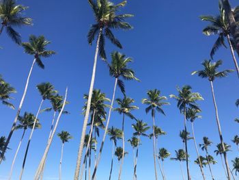 Low angle view of palm trees against clear blue sky