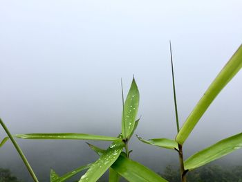 Close-up of wet plant during rainy season