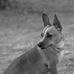 Close-up of dog