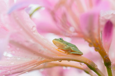 Close-up of frog on plant