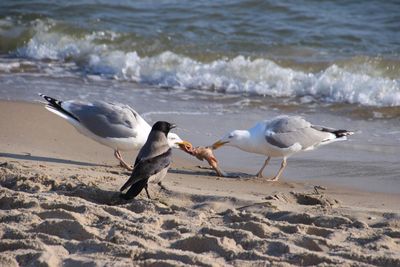 Seagulls on beach