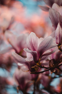 Close-up of pink cherry blossom