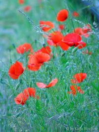 Close-up of red flowers blooming in field