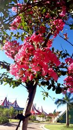 Low angle view of red flowers blooming on tree