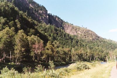 Scenic view of trees against clear sky