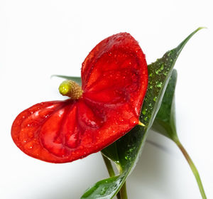 Close-up of wet red rose against white background