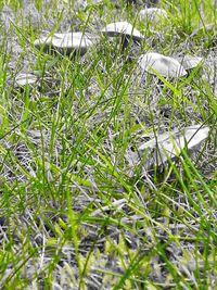 Close-up of grass on field