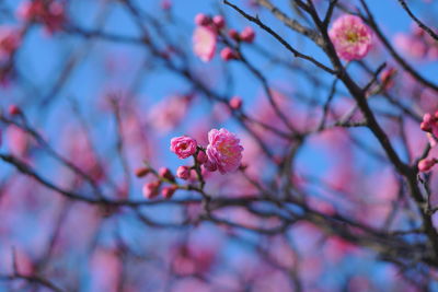 Low angle view of pink cherry blossom