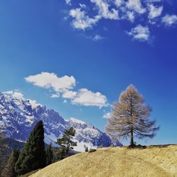 Low angle view of trees against blue sky