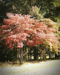 Close-up of flowers on tree