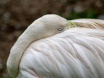 Close-up of a bird