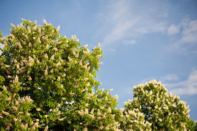 Low angle view of tree against sky