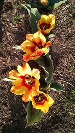 Close-up of yellow flowers