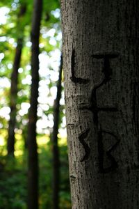 Close-up of tree trunk