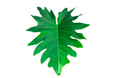 Close-up of maple leaf against white background