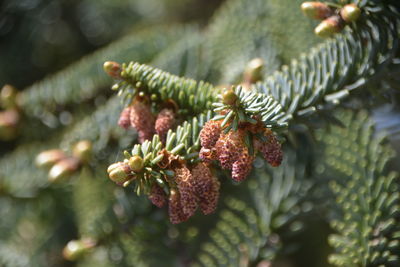 Close-up of plant