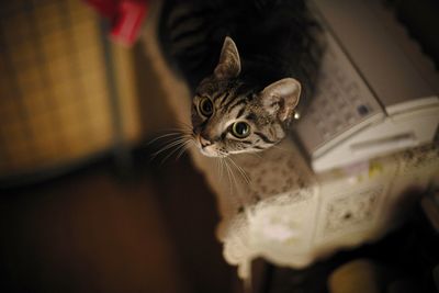 High angle view of tabby cat looking up while sitting by fax machine on table